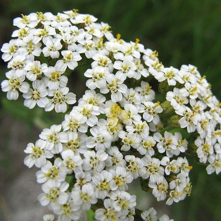 Achillée millefeuille macéré de plante fraiche