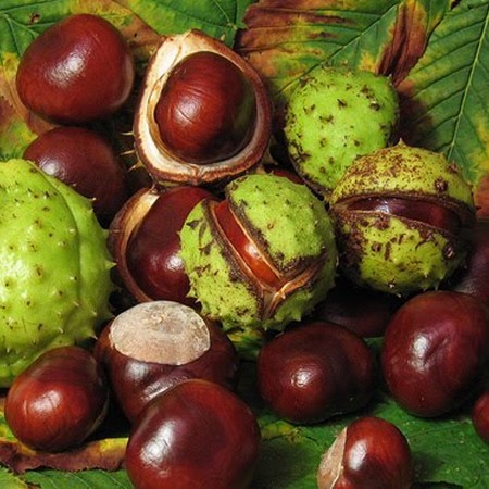 Bourgeon Marronnier d'inde : circulatoire et veineux