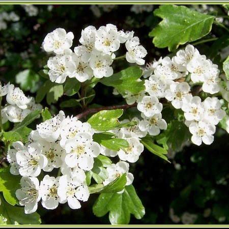 aubépine macérat glycériné