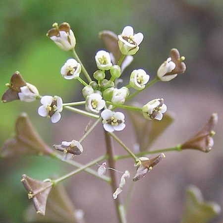 Bourse à pasteur macéré de plante fraiche